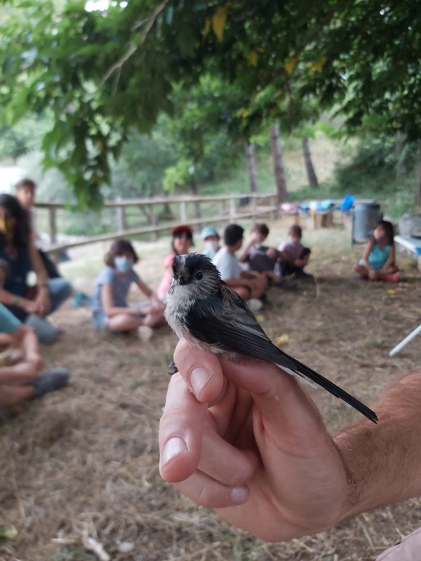 Casals i Campaments