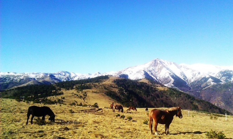 Demanem que la declaració del Parc Natural de les Capçaleres del Ter i del Freser promogui la conservació d'aquest espai