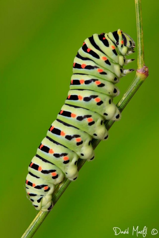 “Cuc de Macaon” de David Marfil, 1er premi de la categoria General del 28è Concurs de Fotografia Naturalista