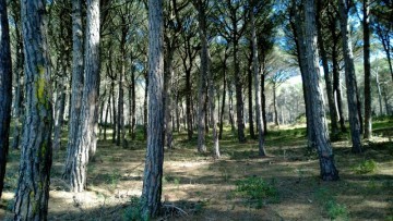 L’ANG reclama a l’Ajuntament de Pals que no urbanitzi espais ambientalment sensibles del municipi