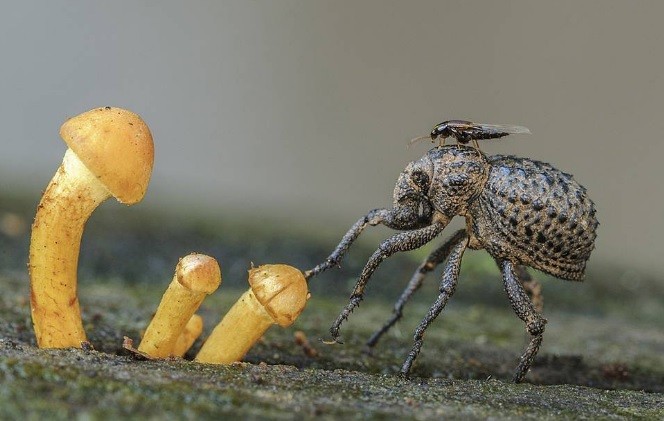 Pedro Sepúlveda guanyador del Concurs de Fotografia Naturalista 2016 de l’ANG