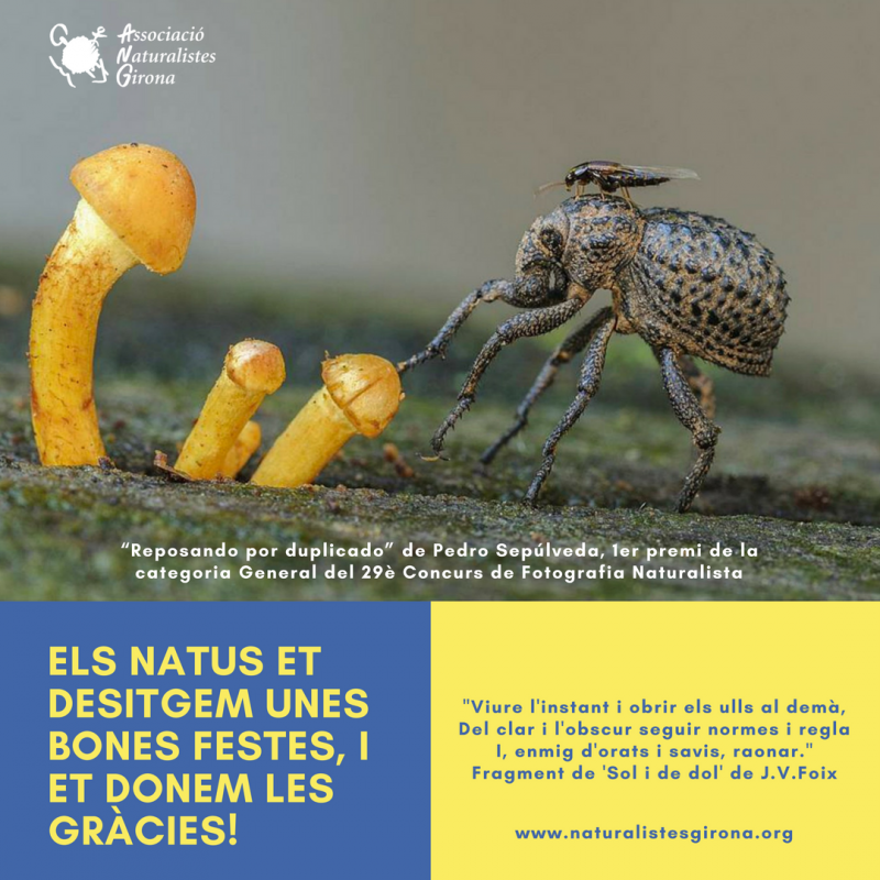Els NATUS et desitgem unes BONES FESTES, i et donem les GRÀCIES!