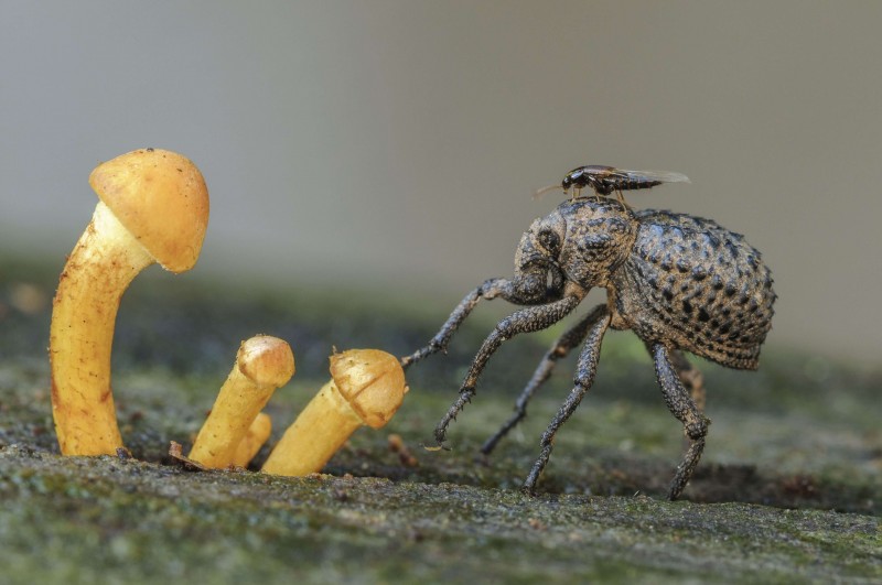 Descobreix les fotografies guanyadores del 29è Concurs de Fotografia Naturalista