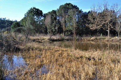 Els Natus iniciem aquest 2019 un projecte de conservació, gestió i divulgació d'una bassa temporal a la Vall de Sant Daniel