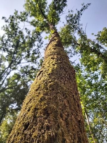 L'economia socioambiental i solidària com a eina de conservació i valoració dels serveis ambientals dels ecosistemes