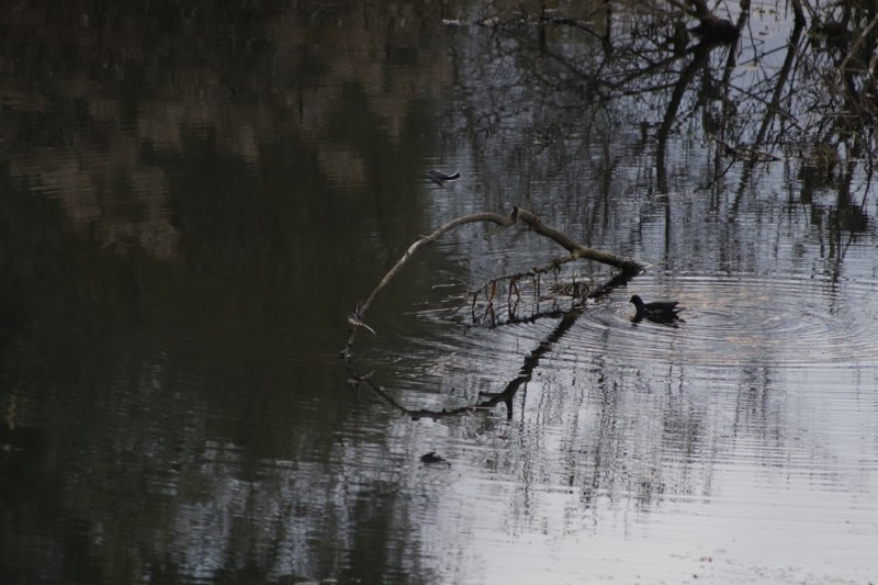 Resum de la descoberta de fauna a la jornada de Voluntariat Ambiental 