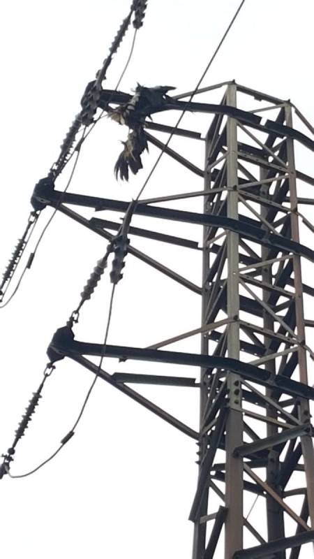 12 Cigonyes electrocutades al municipi de Girona durant la tardor de 2020