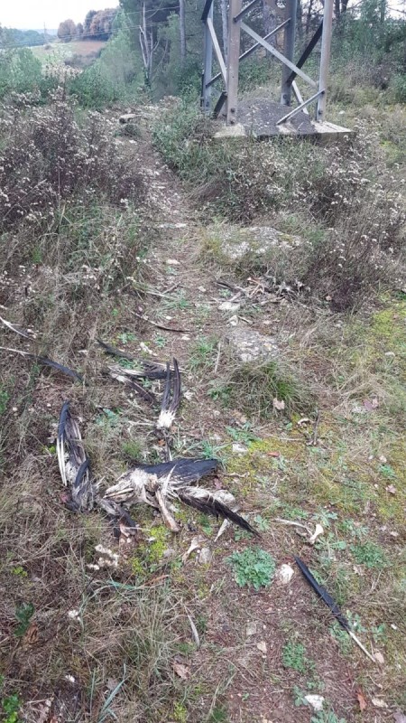 12 Cigonyes electrocutades al municipi de Girona durant la tardor de 2020