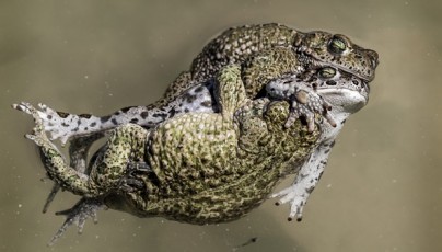 Es lliuren els premis del 26è Concurs de Fotografia Naturalista